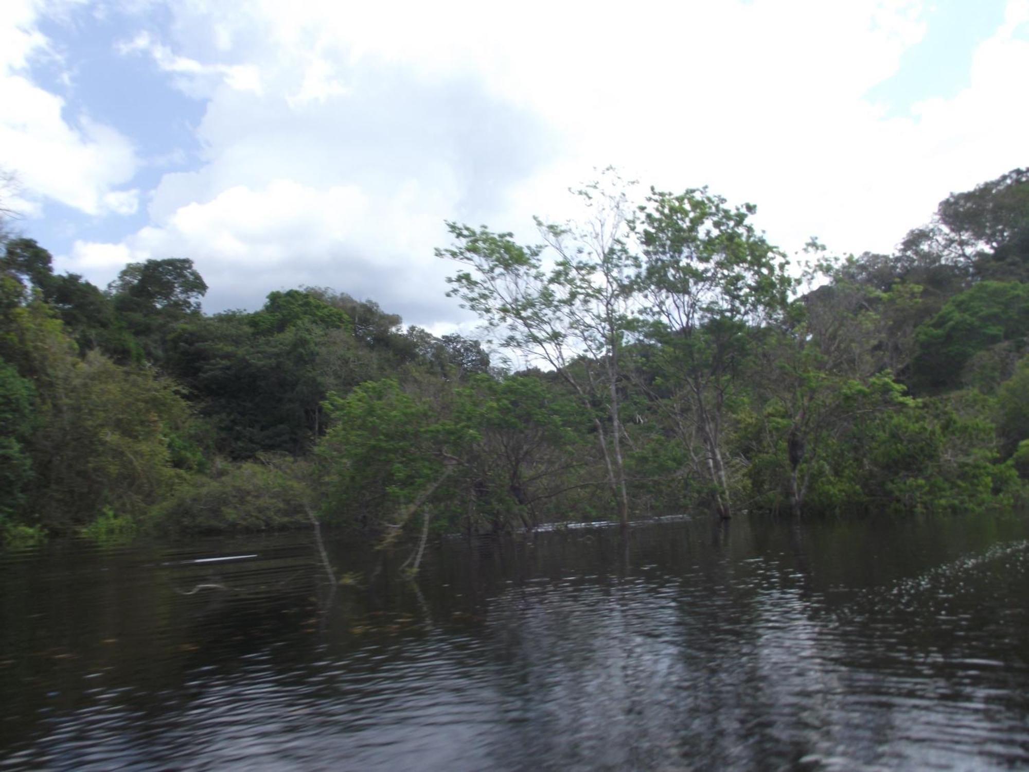 Amazon Arowana Lodge Careiro Ngoại thất bức ảnh