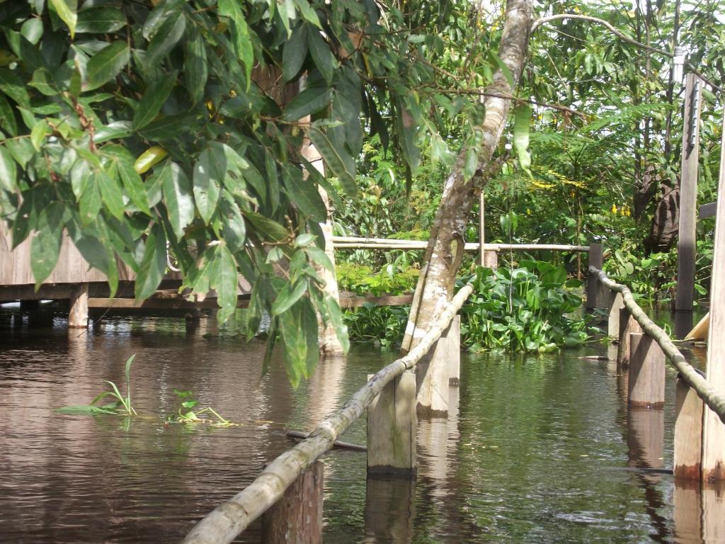 Amazon Arowana Lodge Careiro Ngoại thất bức ảnh
